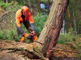 Best Arborist Consultation Services  in Sand Point, AK